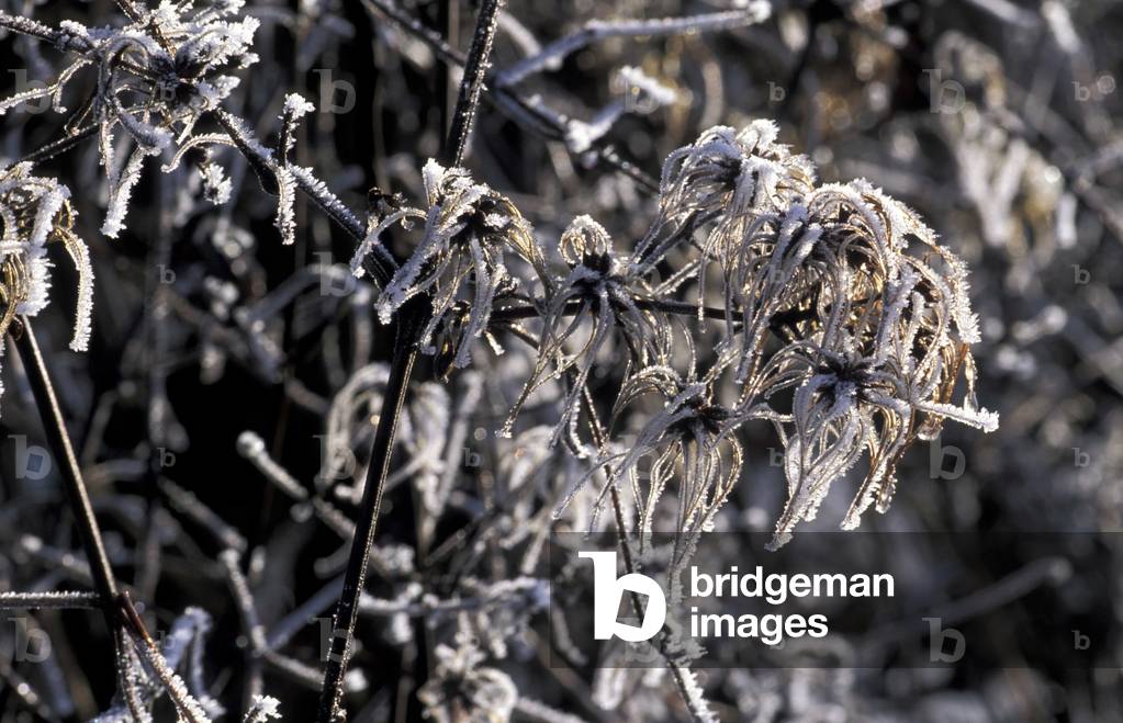 Frost on clematis, Italy