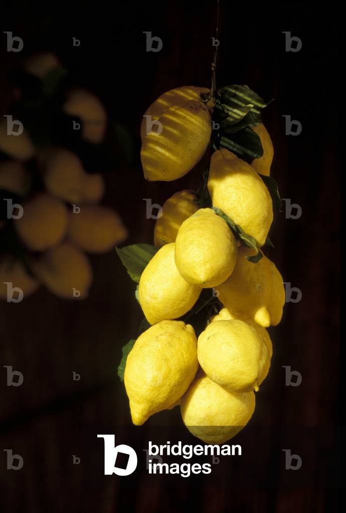 Lemons, Amalfi, Campania, Italy