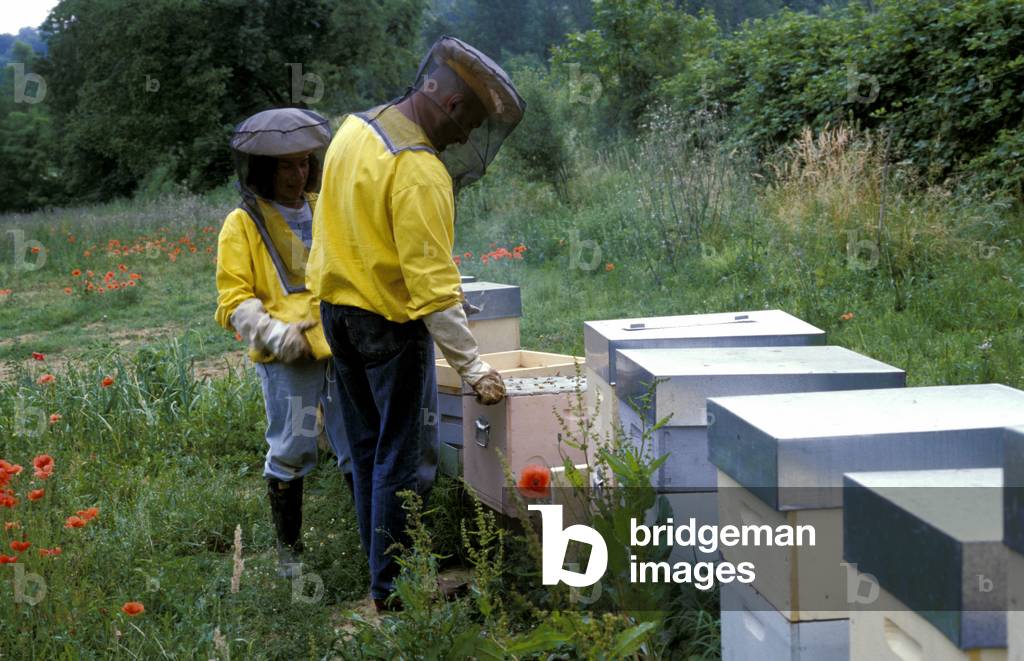 Beekeepers, Beehives, Italy