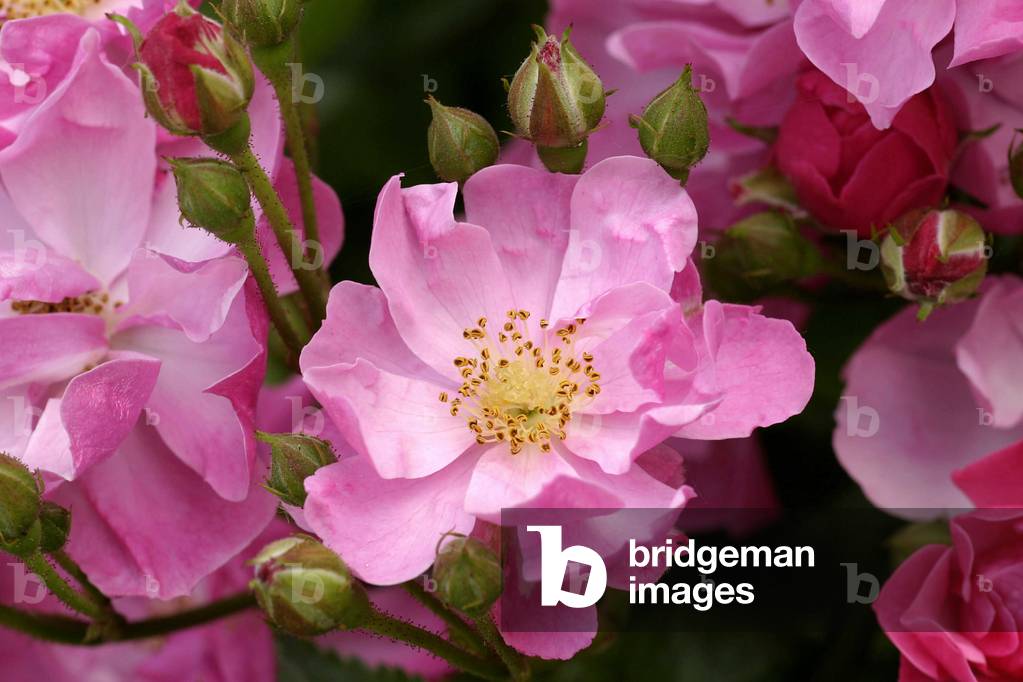 Rosa polyantha, Italy