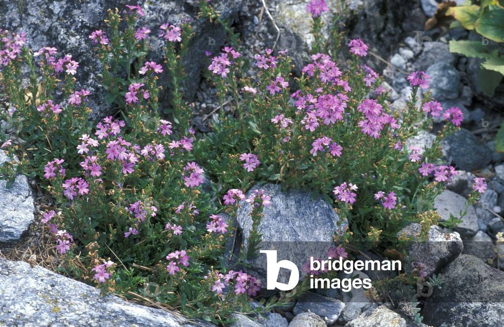 Erinus Alpinus, Alpi-Abruzzo, Italy