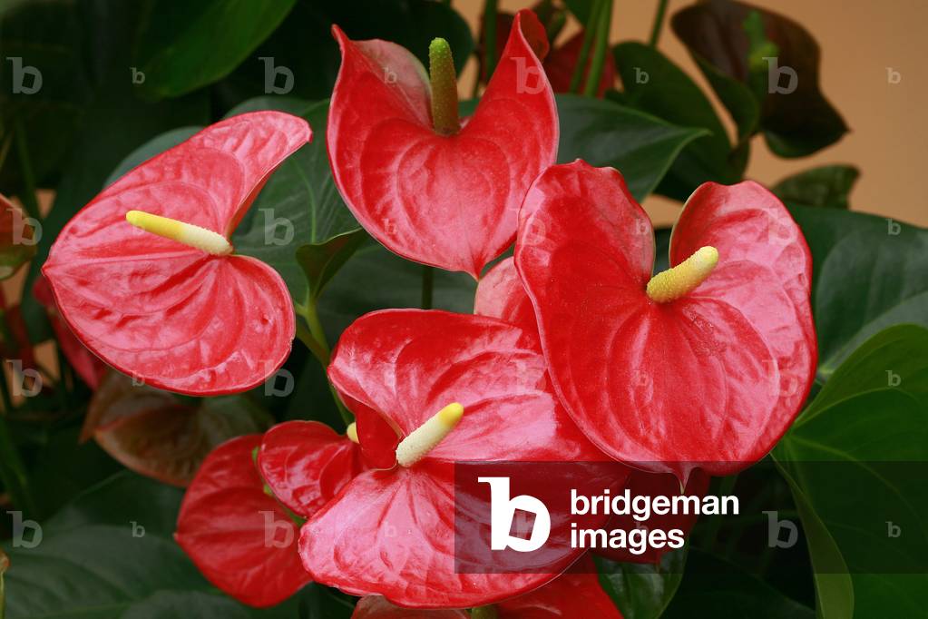 Anthurium andreanum