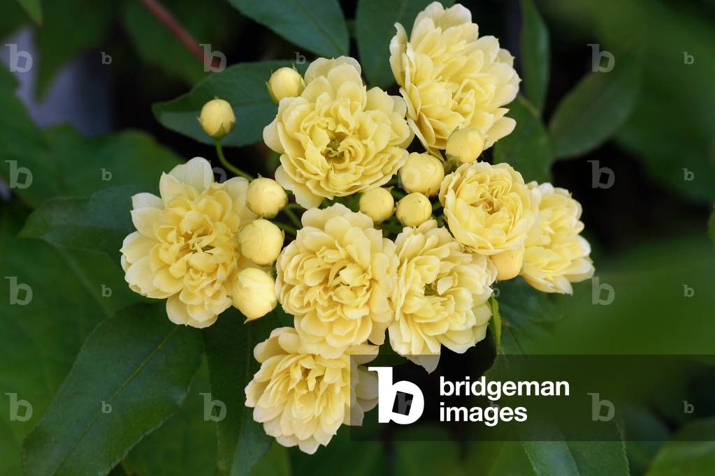 Rosa banksiae “” lutea””