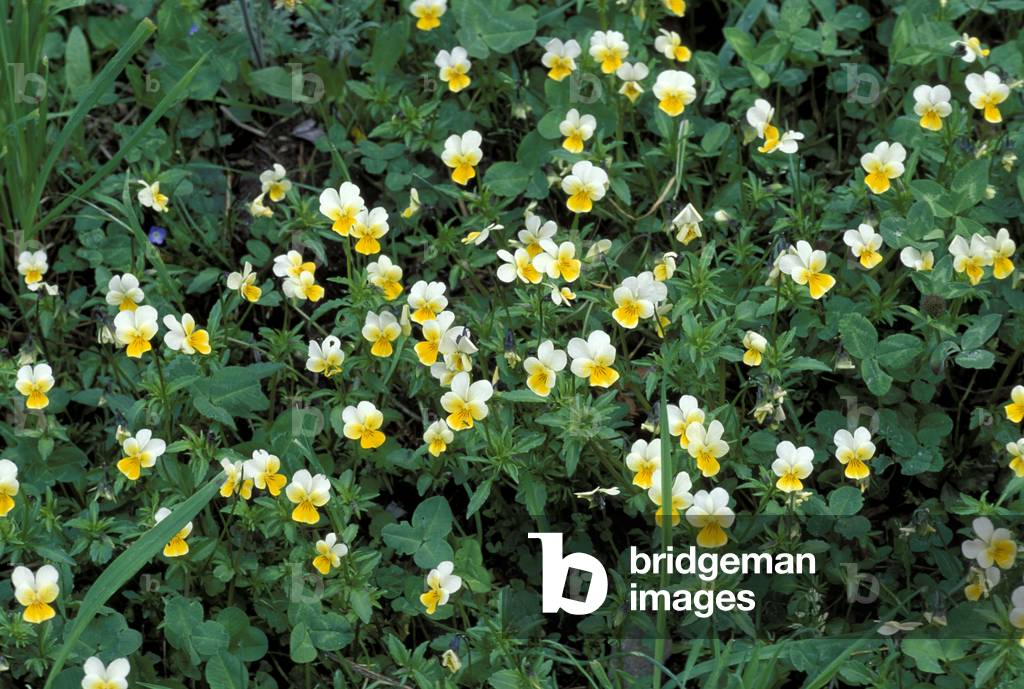 Viola Tricolor, Italy