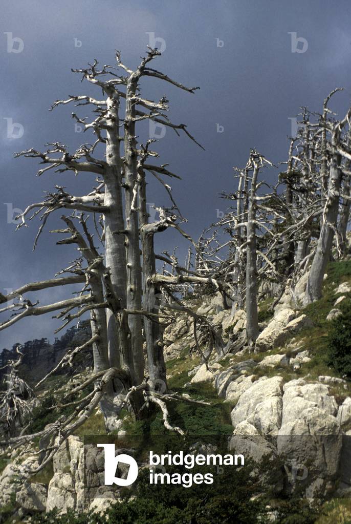 Pino Leucodermis, Serra dello Ciavole, Montepollino, Lazio, Italy