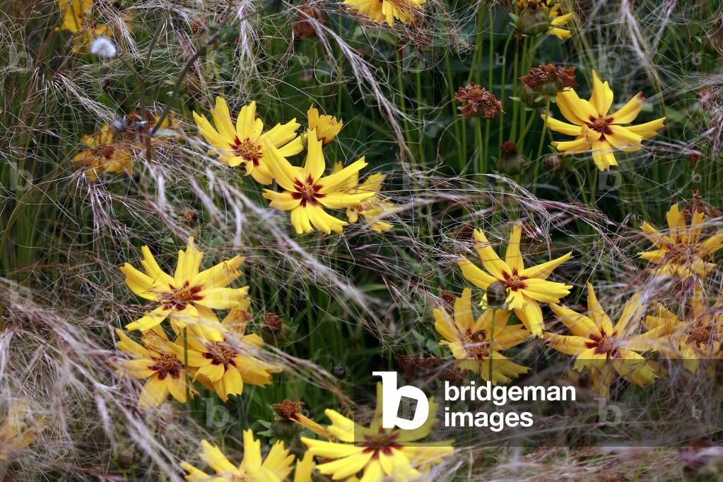 Coreopsis lanceolata