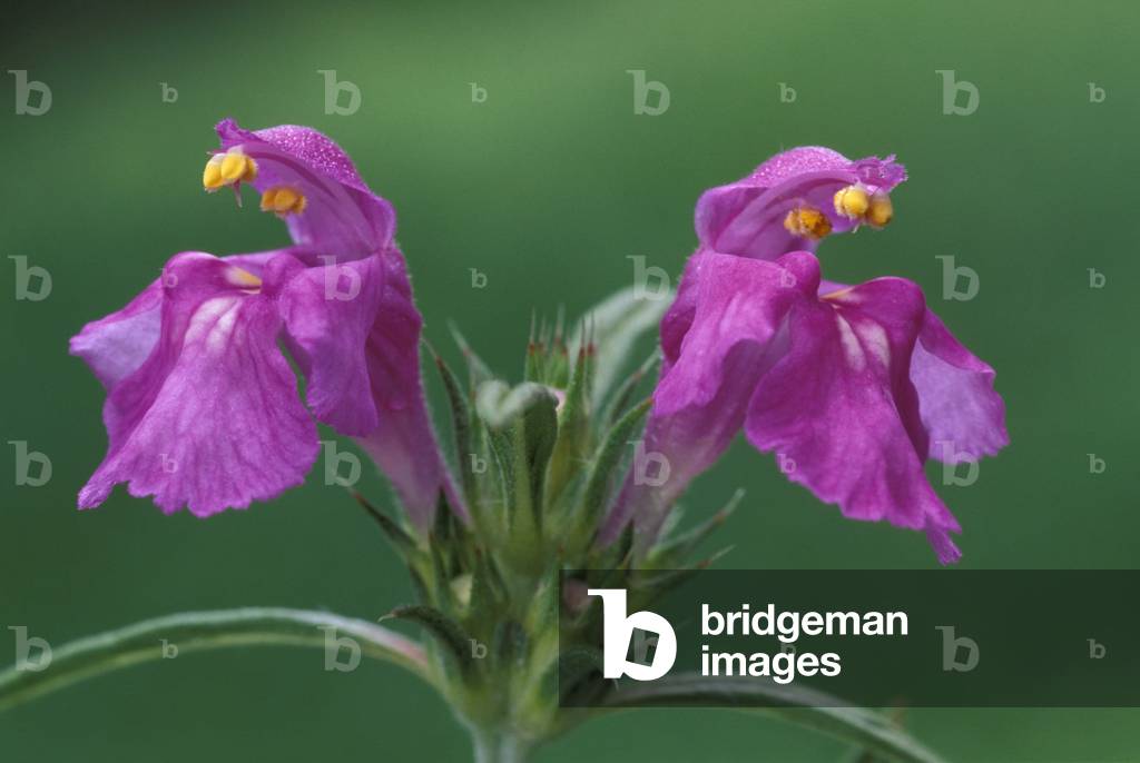 Galeopsis Angustifolia, North Italy, Italy