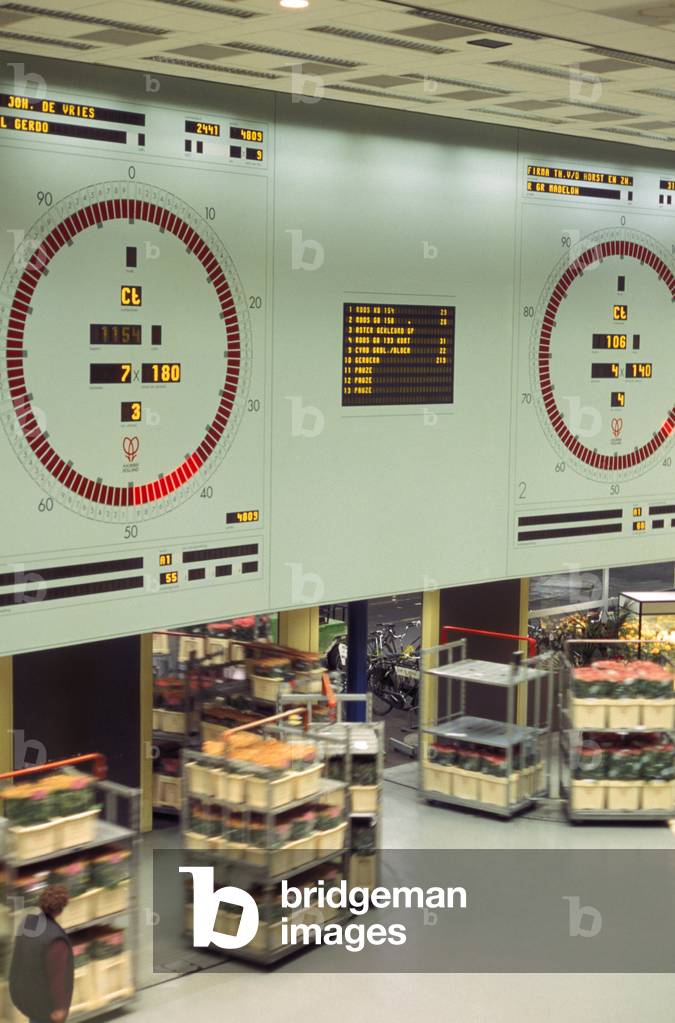 cut flowers puting up for auction, aalsmeer, holland