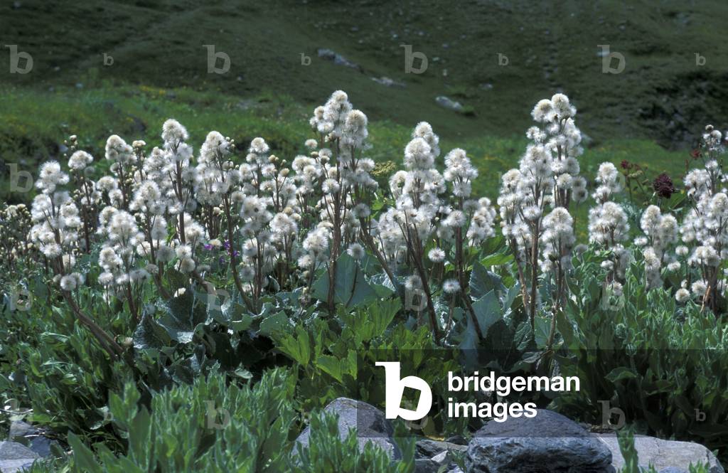Petasites Paradoxus, Alpi, Italy