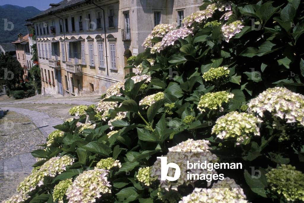 Flowers, Orta San Giulio (Saint Jules (Saint Jules), Piedmont, Italy