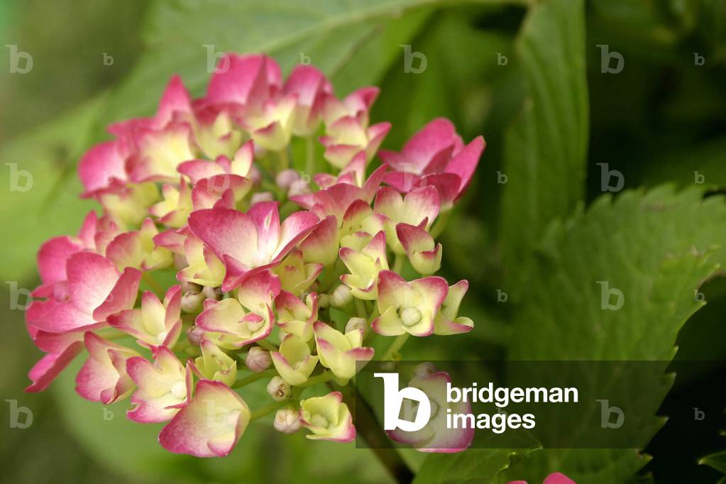 "Hortensie macrophylla"