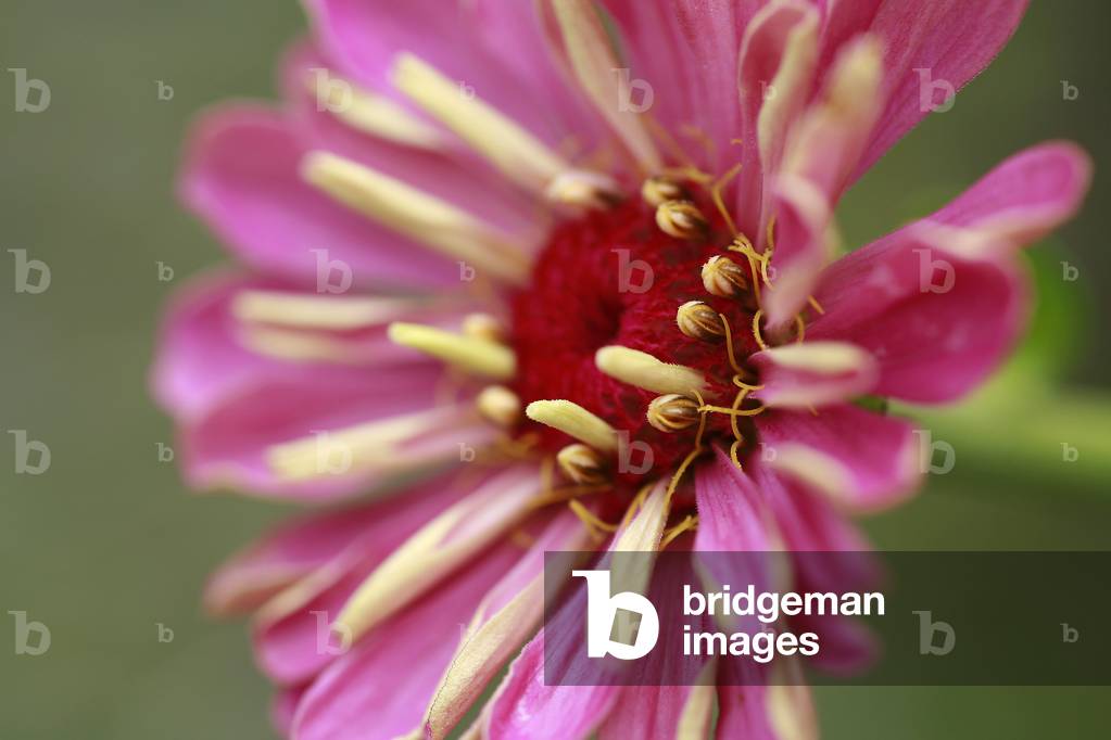 Zinnia elegans “” Dreamland”