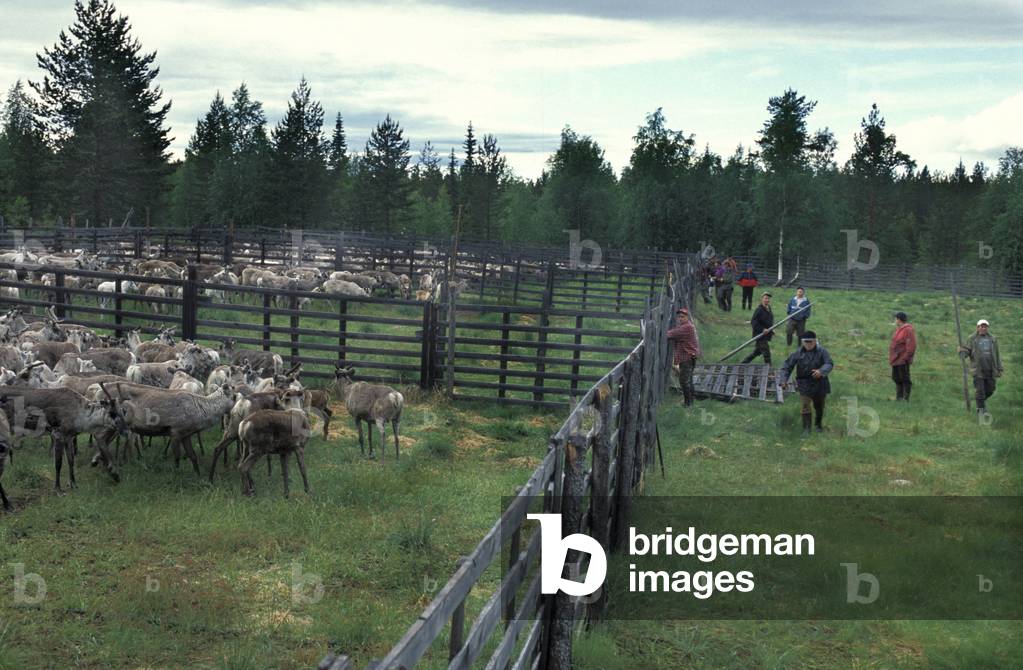 Reindeers, Polviselkä, Lappland, Finland, Europe