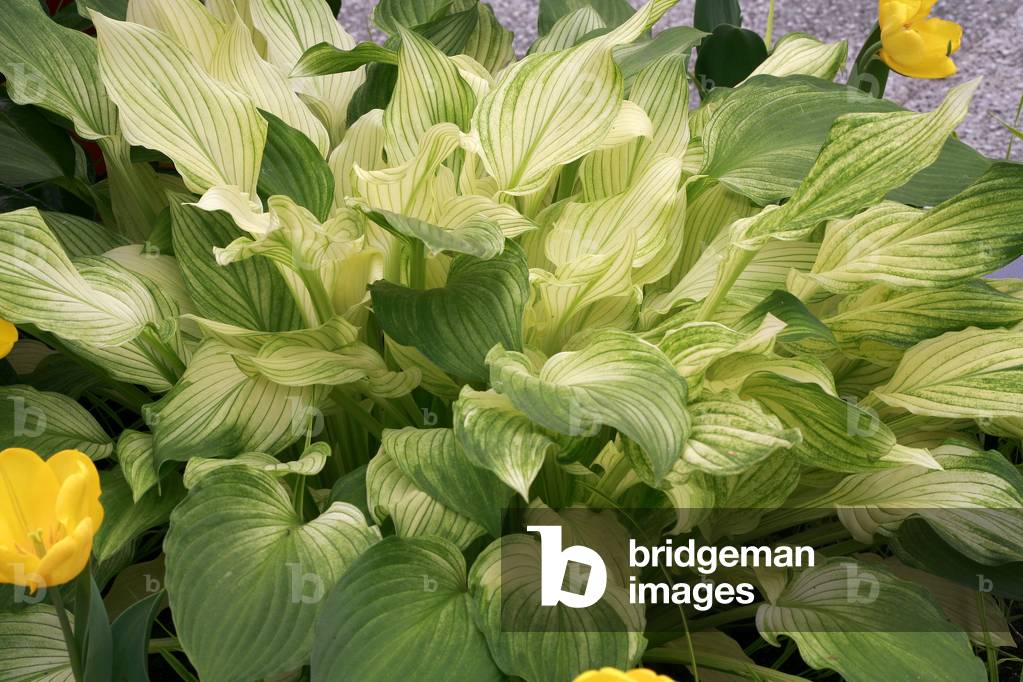 Hosta “” White Feather”