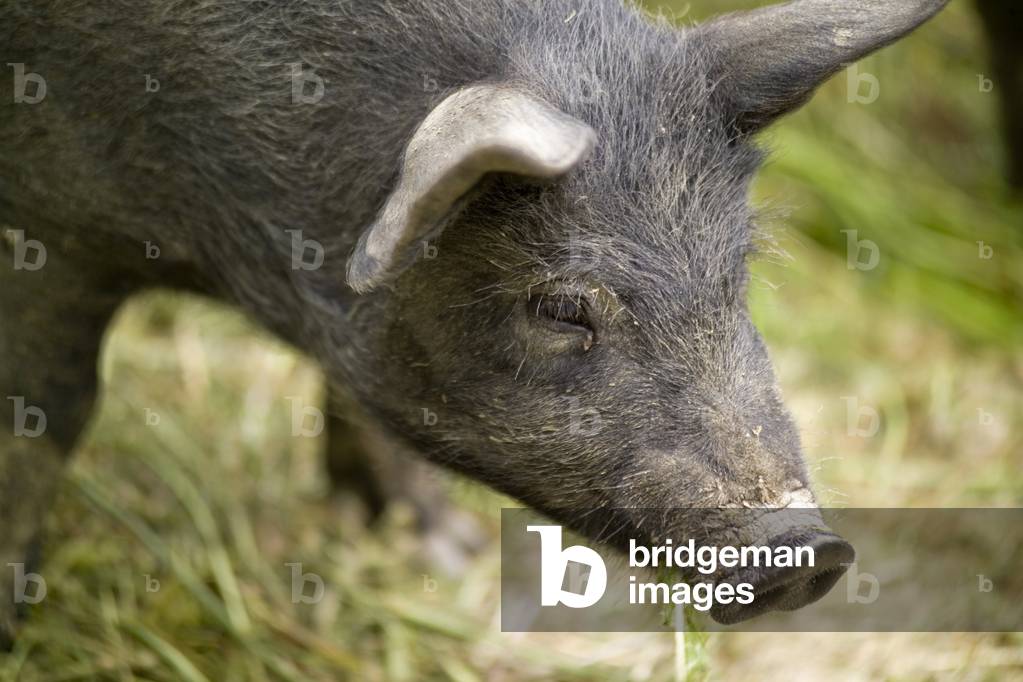 Abruzzese black swine, Fattorie del Tratturo farm, Scerni, Abruzzo, Italy