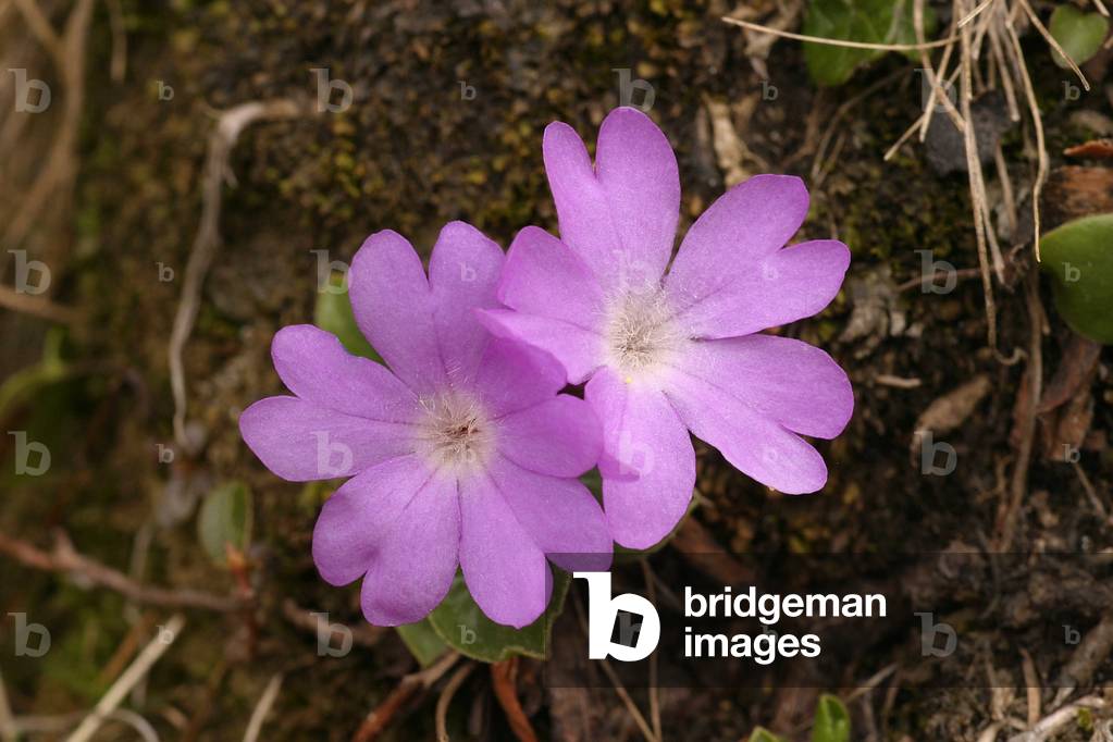 Primula spectabilis, Italy