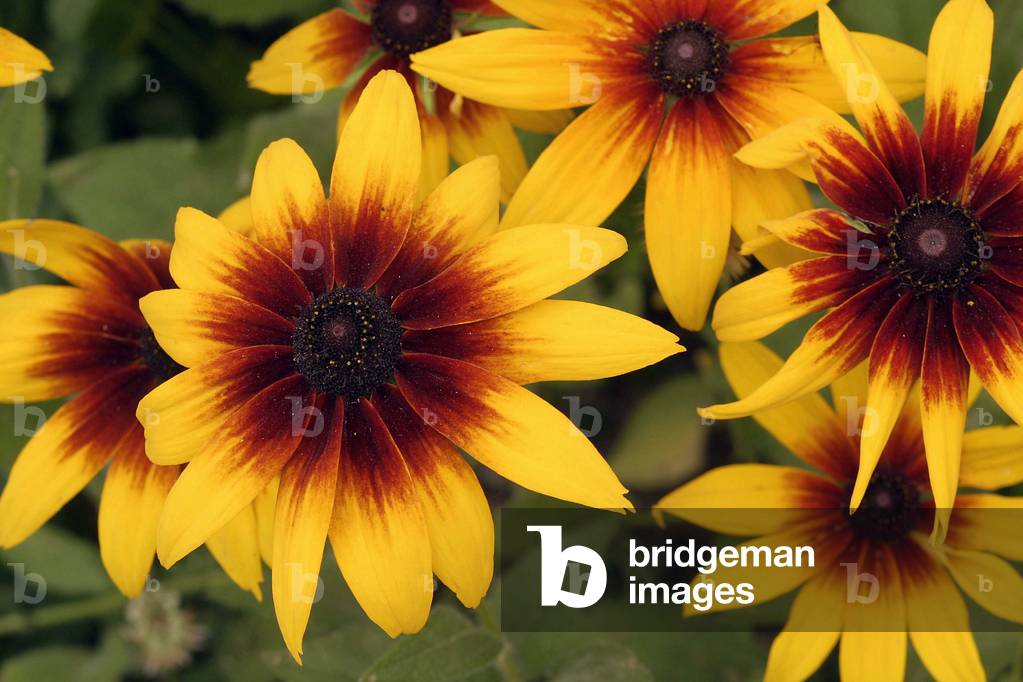 Rudbeckia hirta, Italy