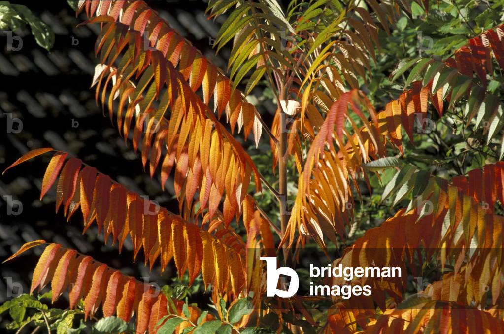 Rhus Typhina, Italy