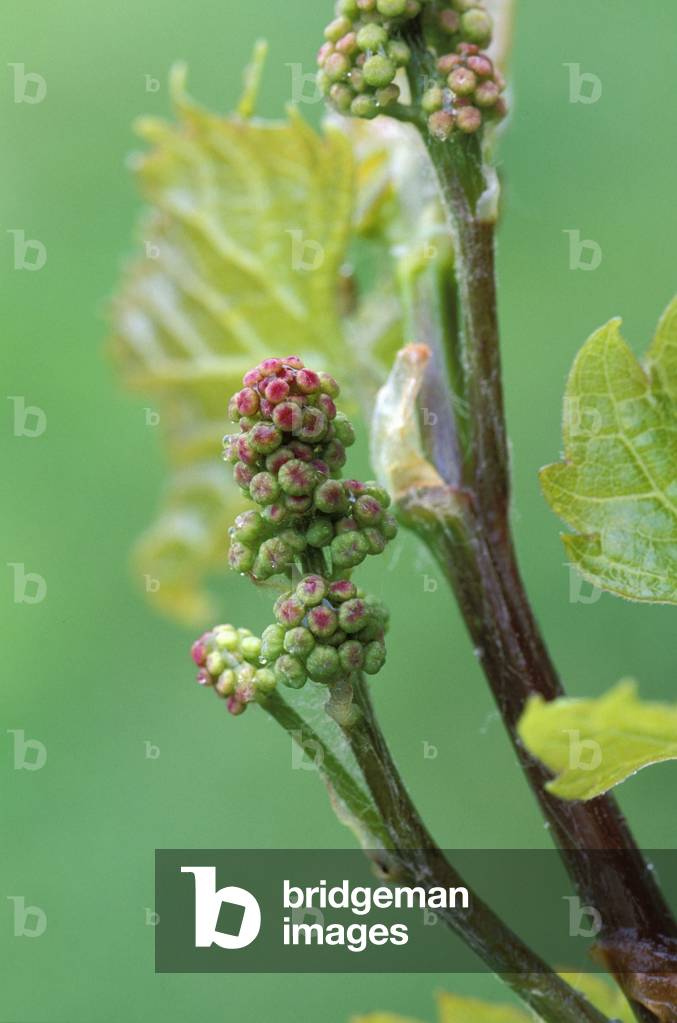 Vitis Vinifera, Vine's flower, Italy