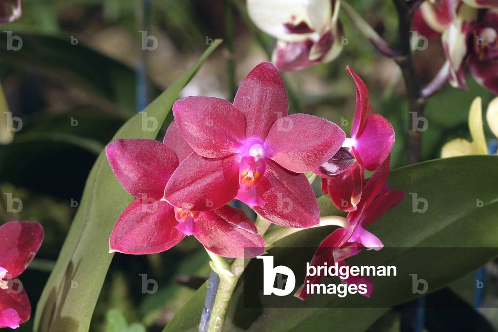 Phalaenopsis ""Wassner Feuer""