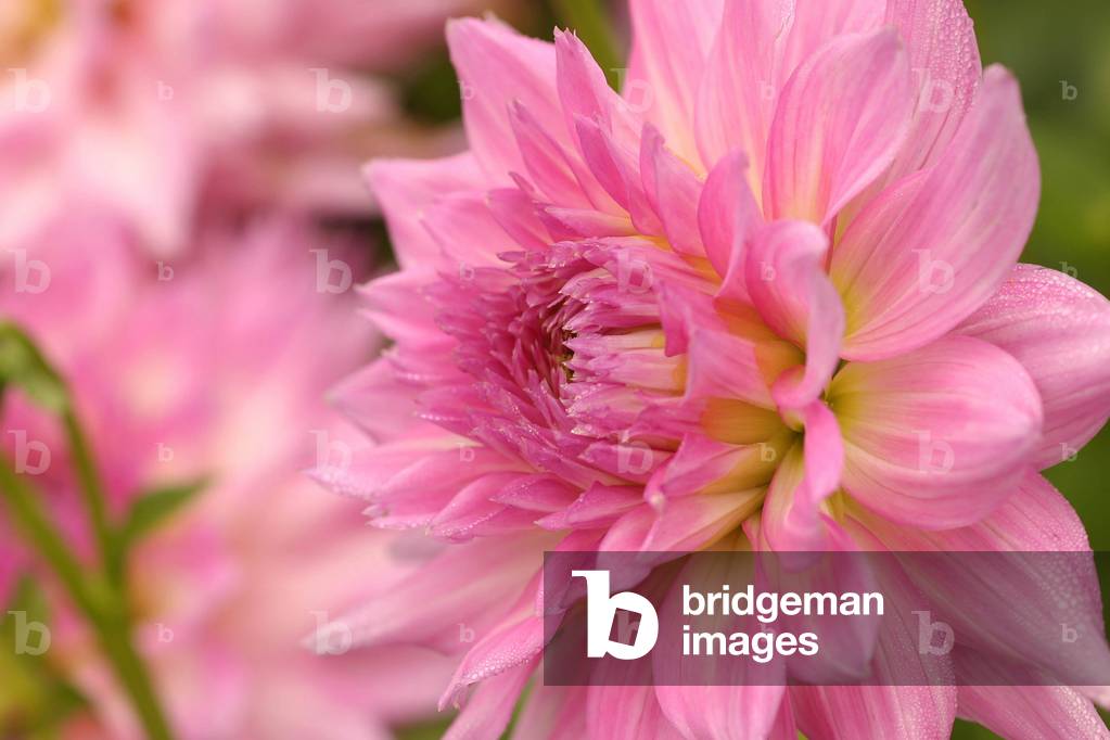 Dahlia “Winter Spring”