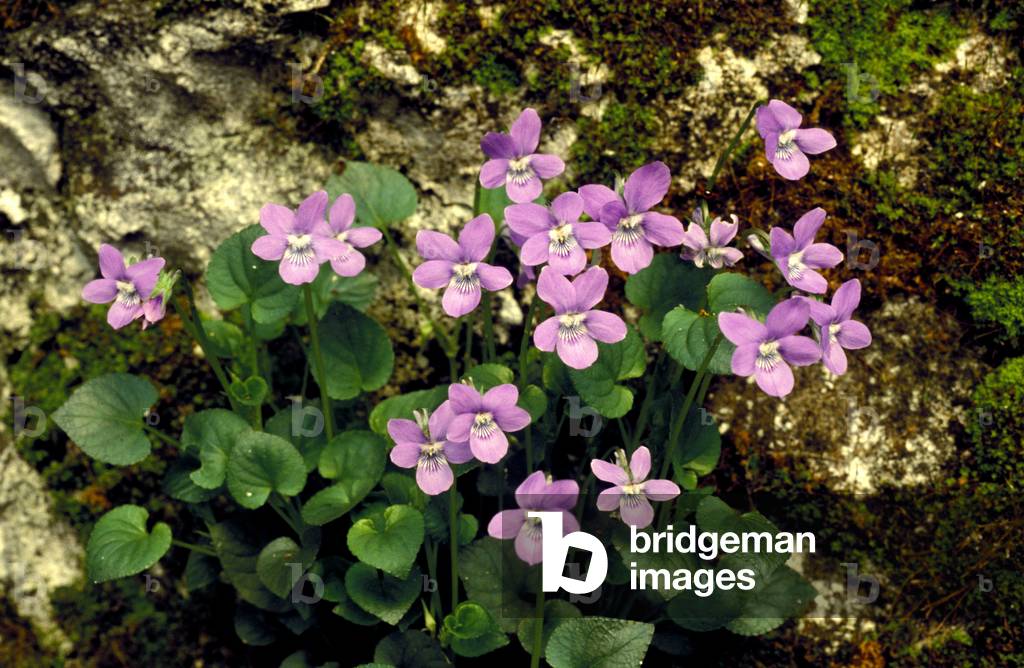 Viola Canina, Italy