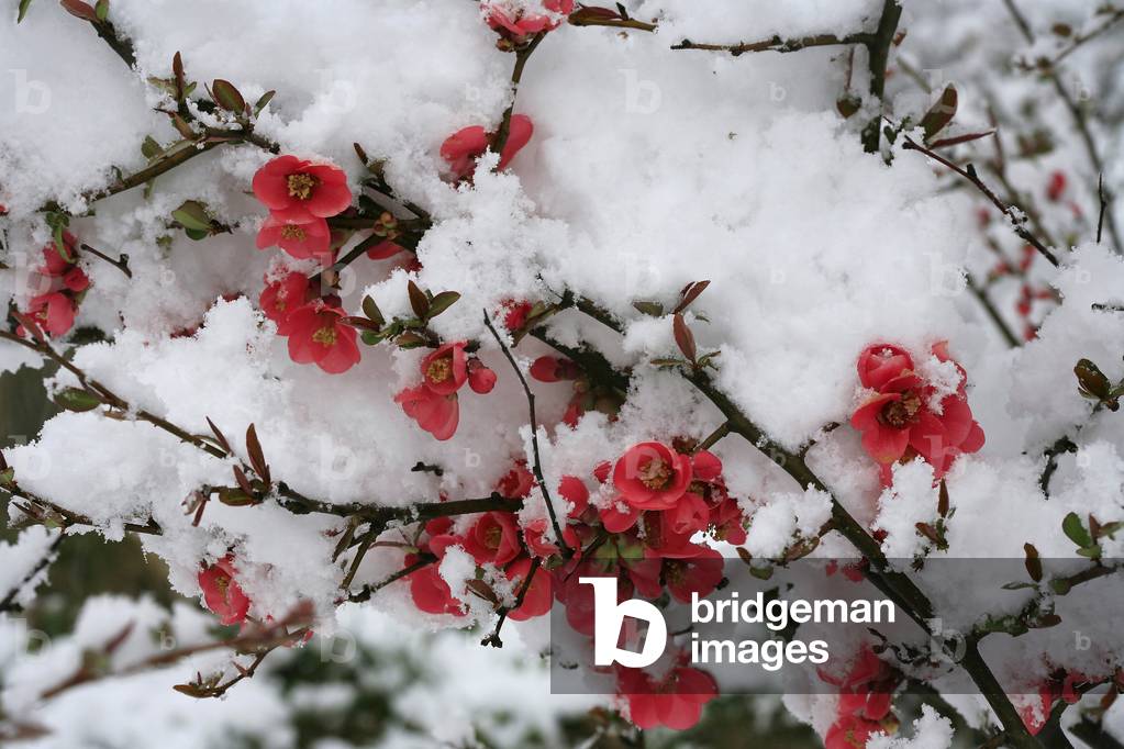 Chaenomeles japonica,