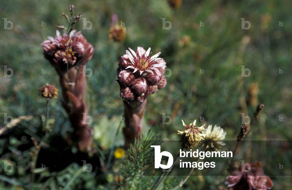 Wild flowers, Trentino Alto-Adige, Italy