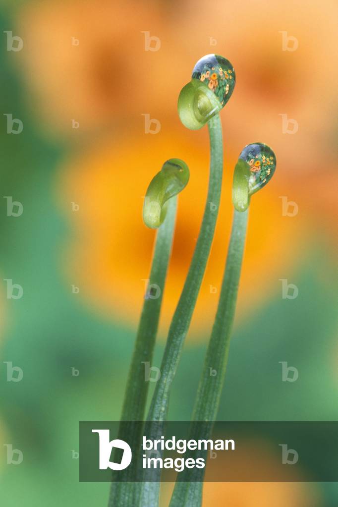 Drops on leaves of gloriosa, Italy