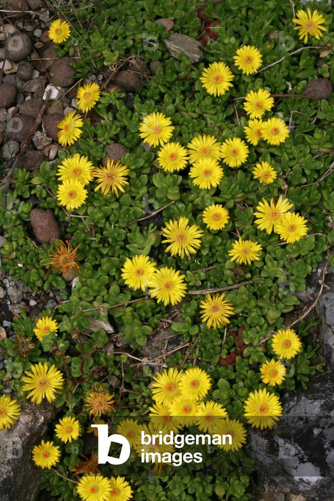 Delosperma lineare