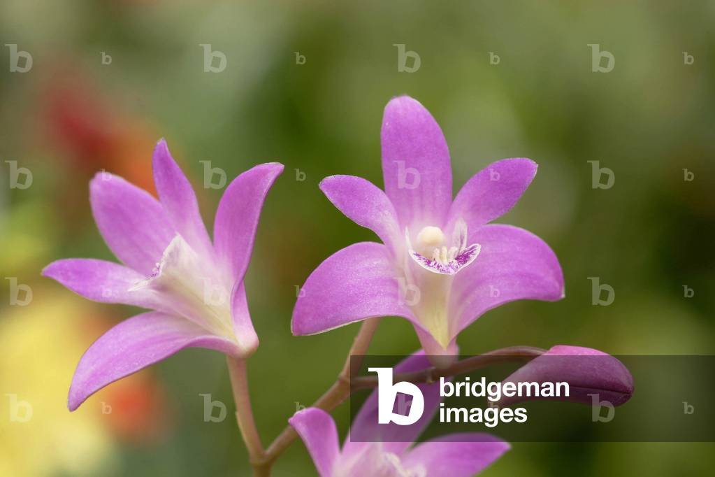 Dendrobium kingianum