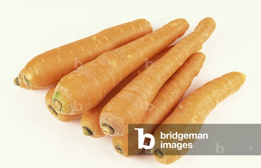 Daucus Carota, Carrots, Italy
