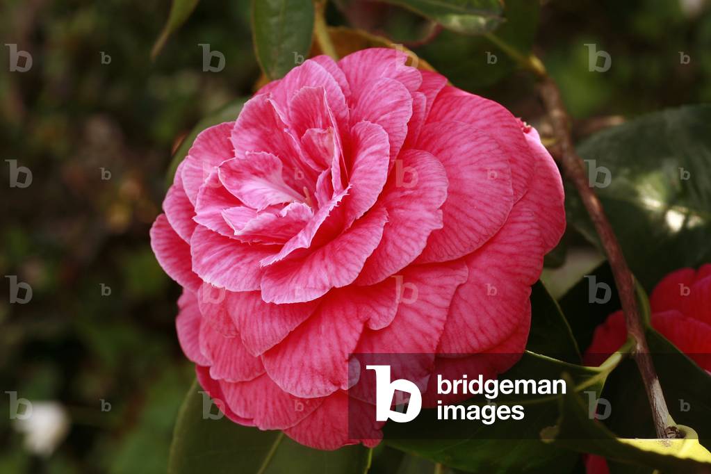 Camellia japonica “Paolina Guicciardini””