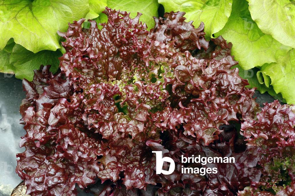 Lettuce “” Lollo Rossa””