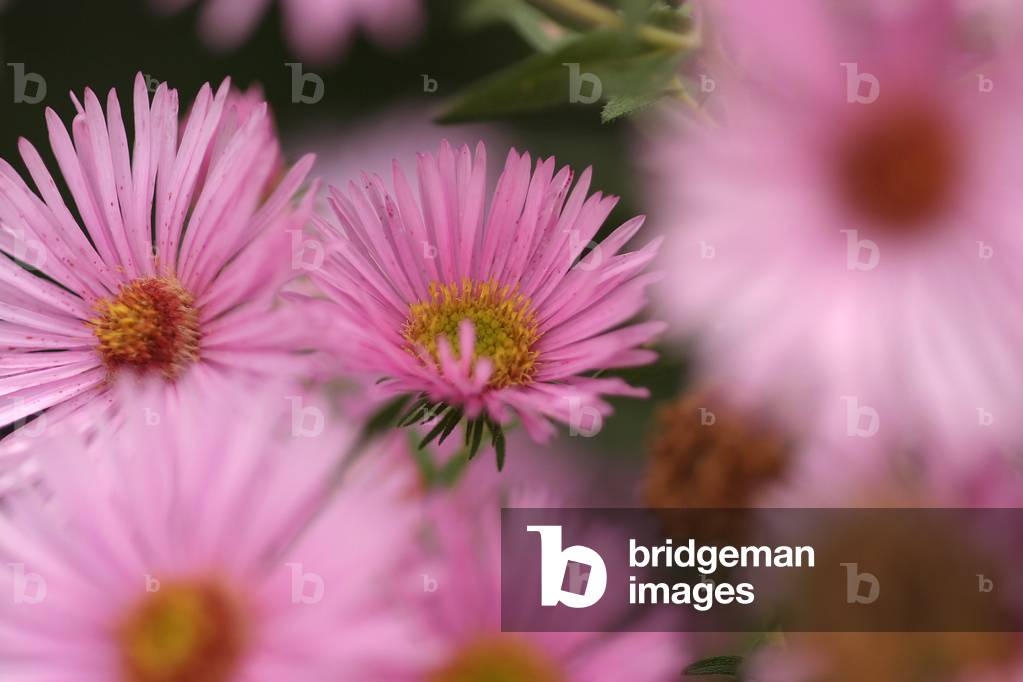 Aster novae-angliae “” Rosa Sieger””, New England aster