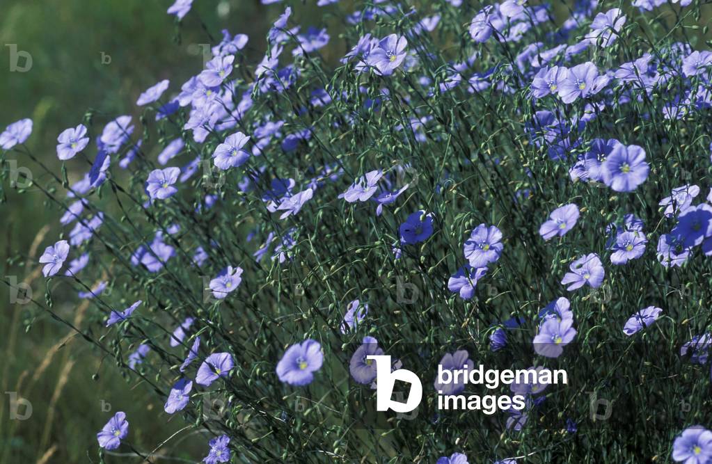 Linum Perenne, Italy