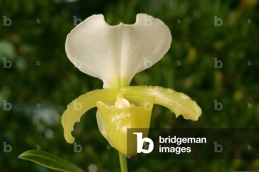 Paphiopedilum charlesworthii “” Alba”