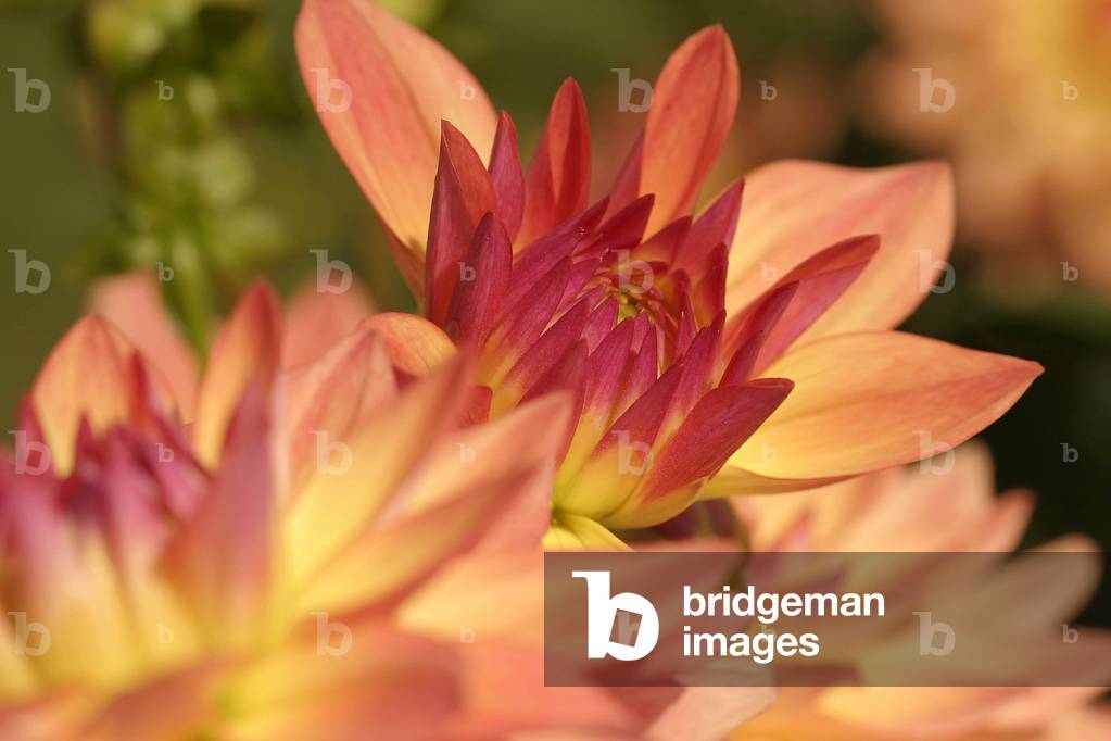 Dahlia “Melody Dora”