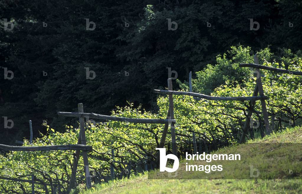 Vineyard of Piana Rotaliana, Trentino Alto Adige, Italy.