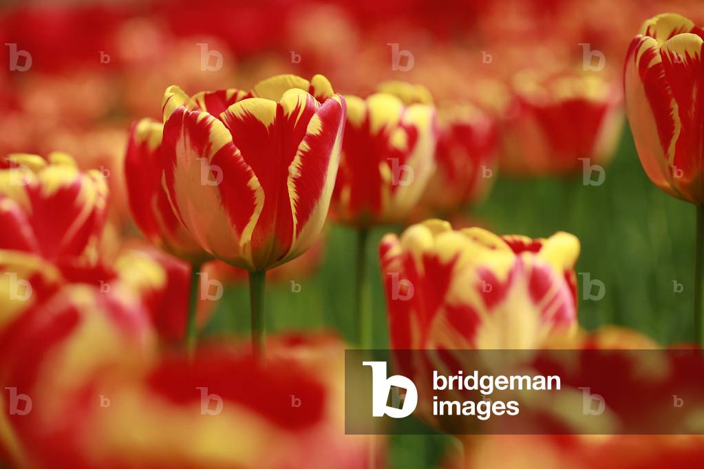 Rembrandt tulips