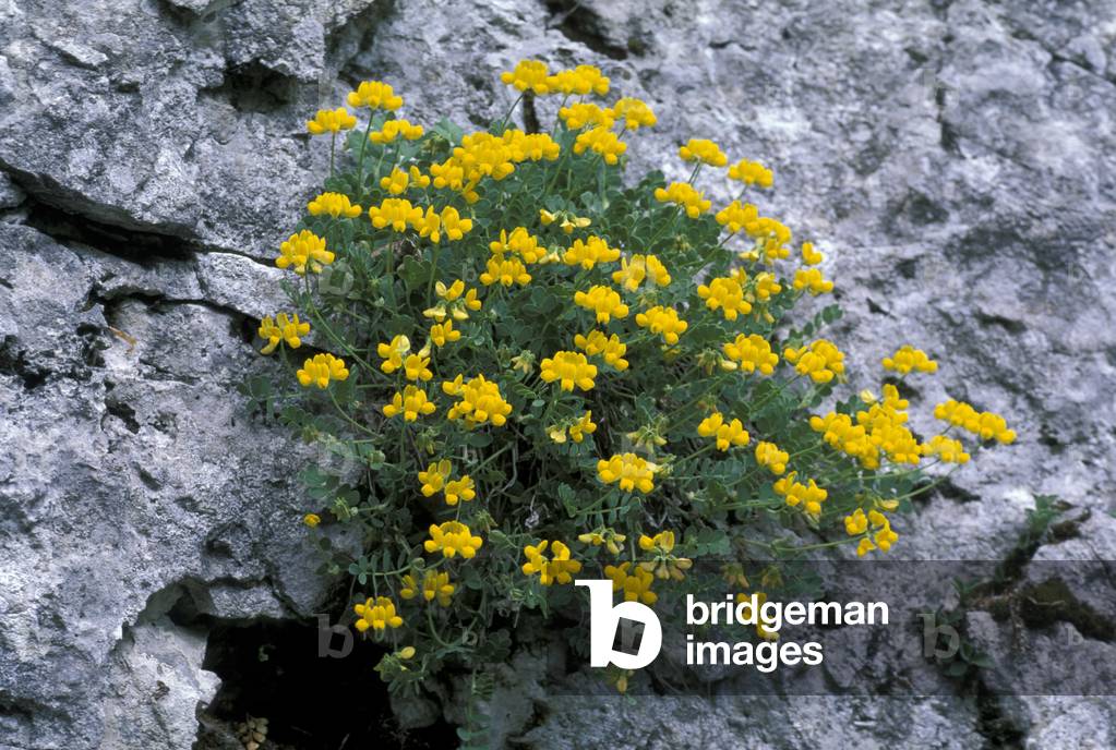 Coronilla Vaginalis, Alpi-Appennini, Italy