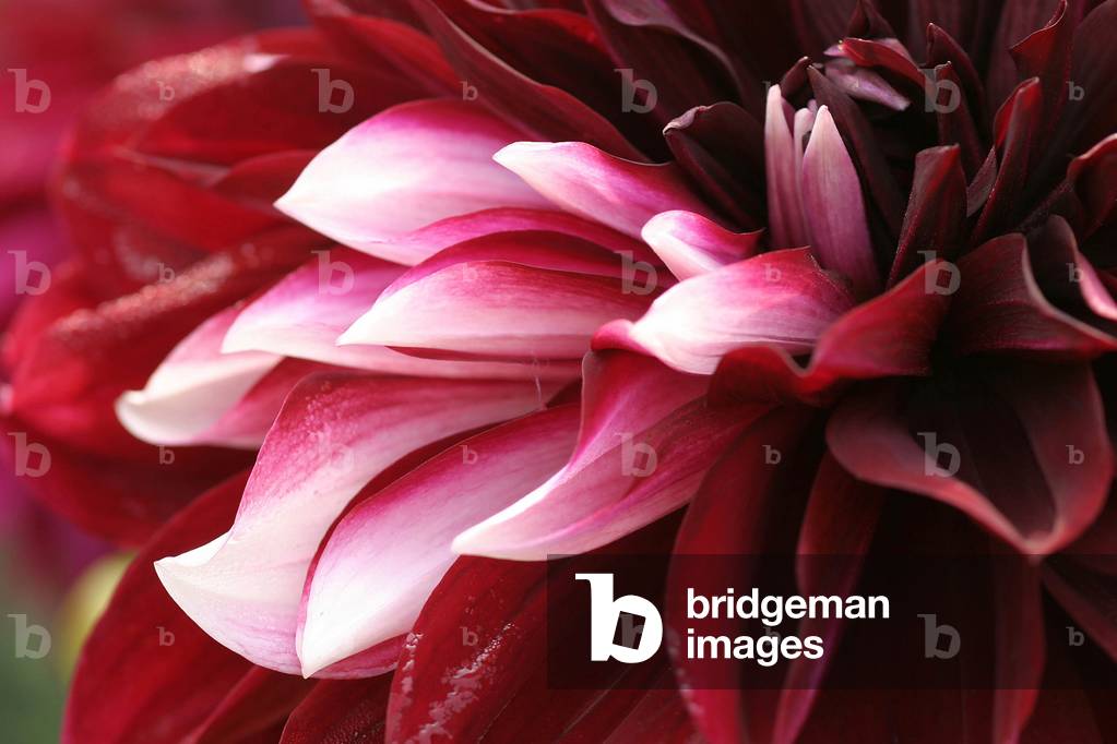 Dahlia “Mythos””