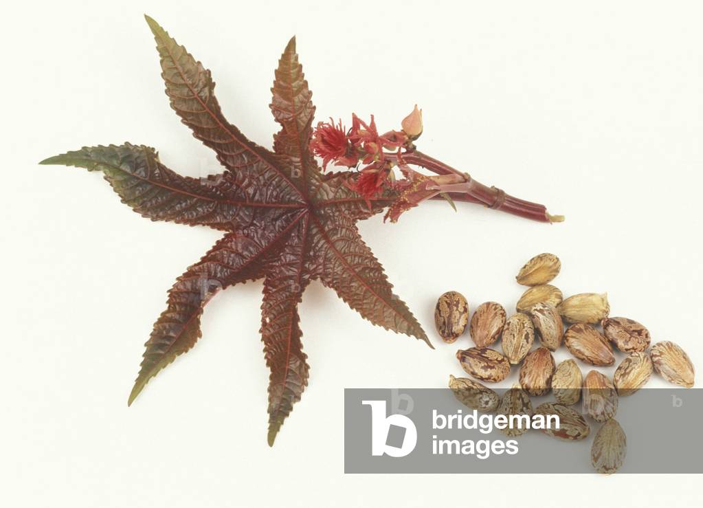 Ricinus Communis, Castor-oil plant, Italy