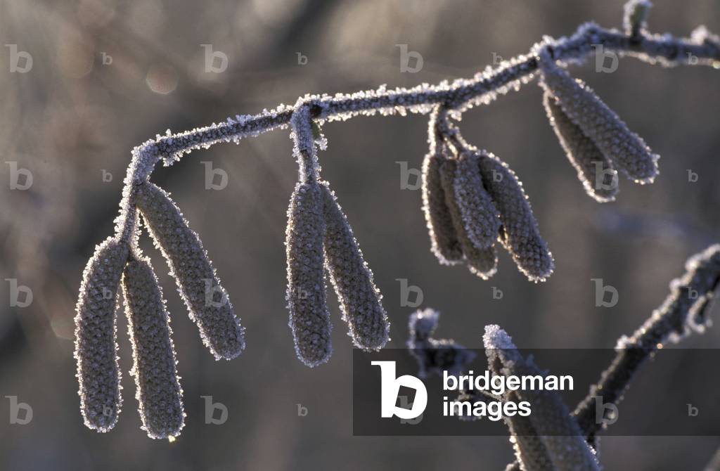 Frost on hazel amentum, Italy
