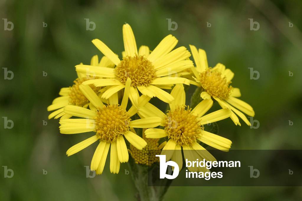 Senecio capitatus, Italy