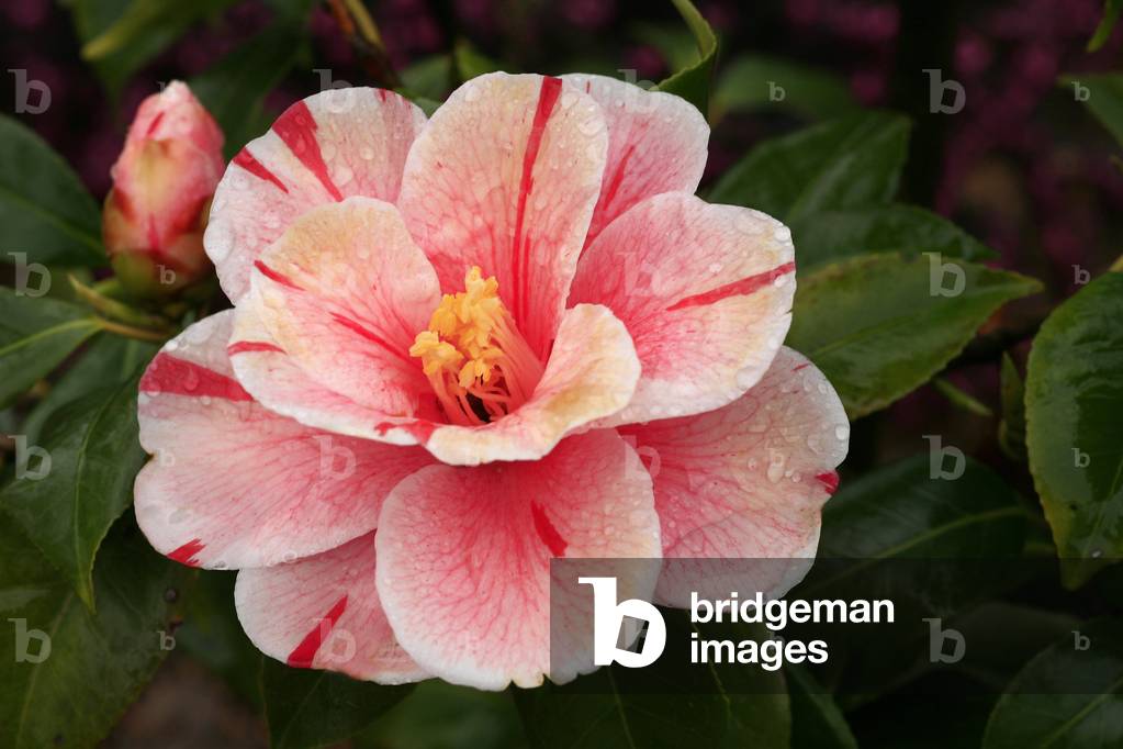 Camellia japonica “Oki-no-nami””