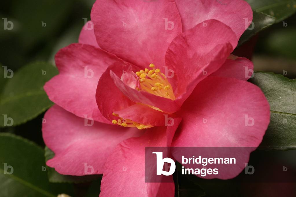 Camellia sasanqua “Showa-No-Sakae”