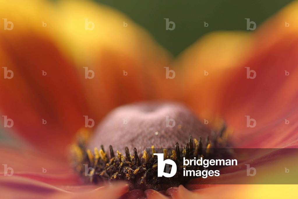 Rudbeckia hirta, flower-head