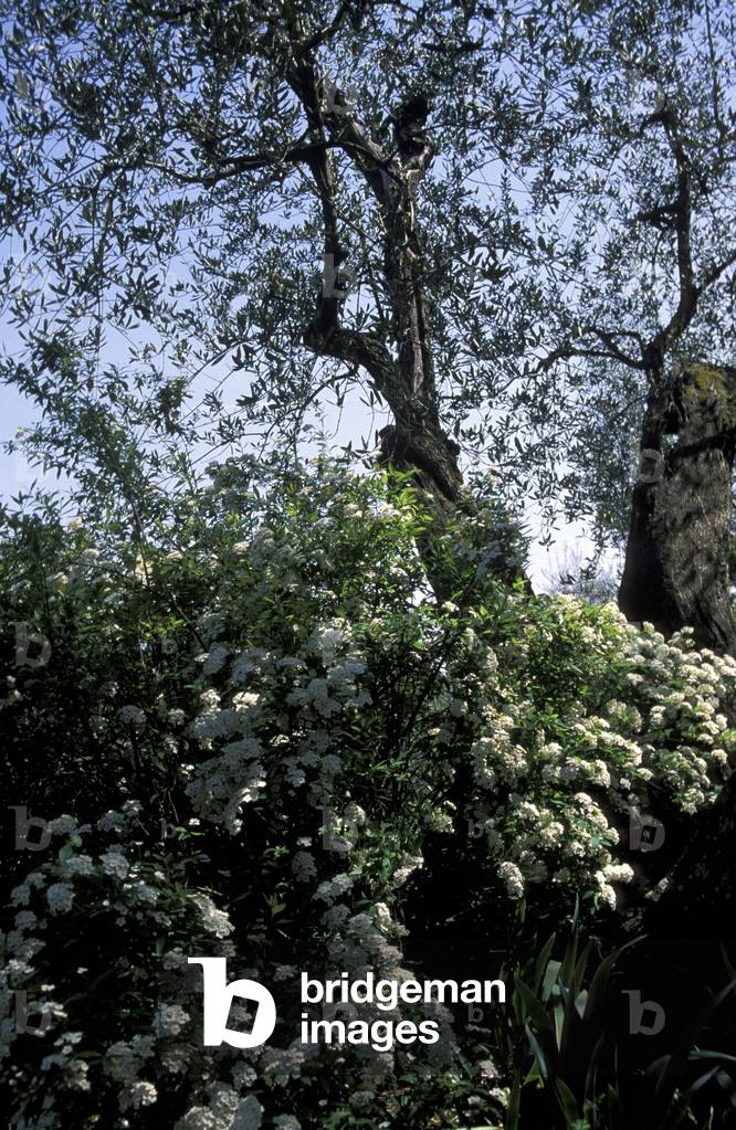 Villa Capponi, Florence, Tuscany, Italy.
