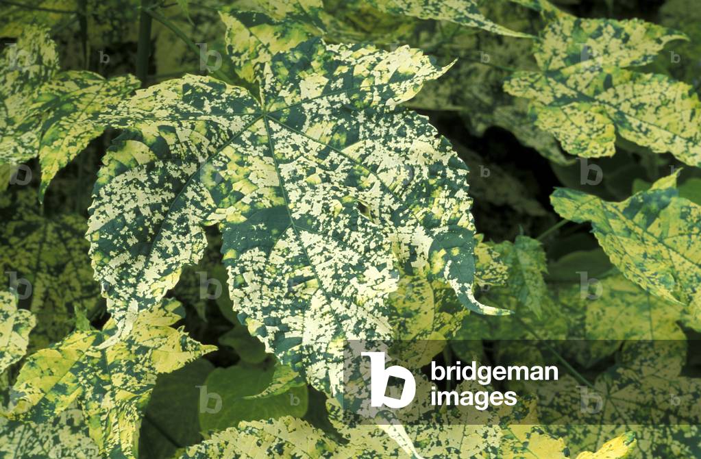 Abutilon pictum “Thompsonii””